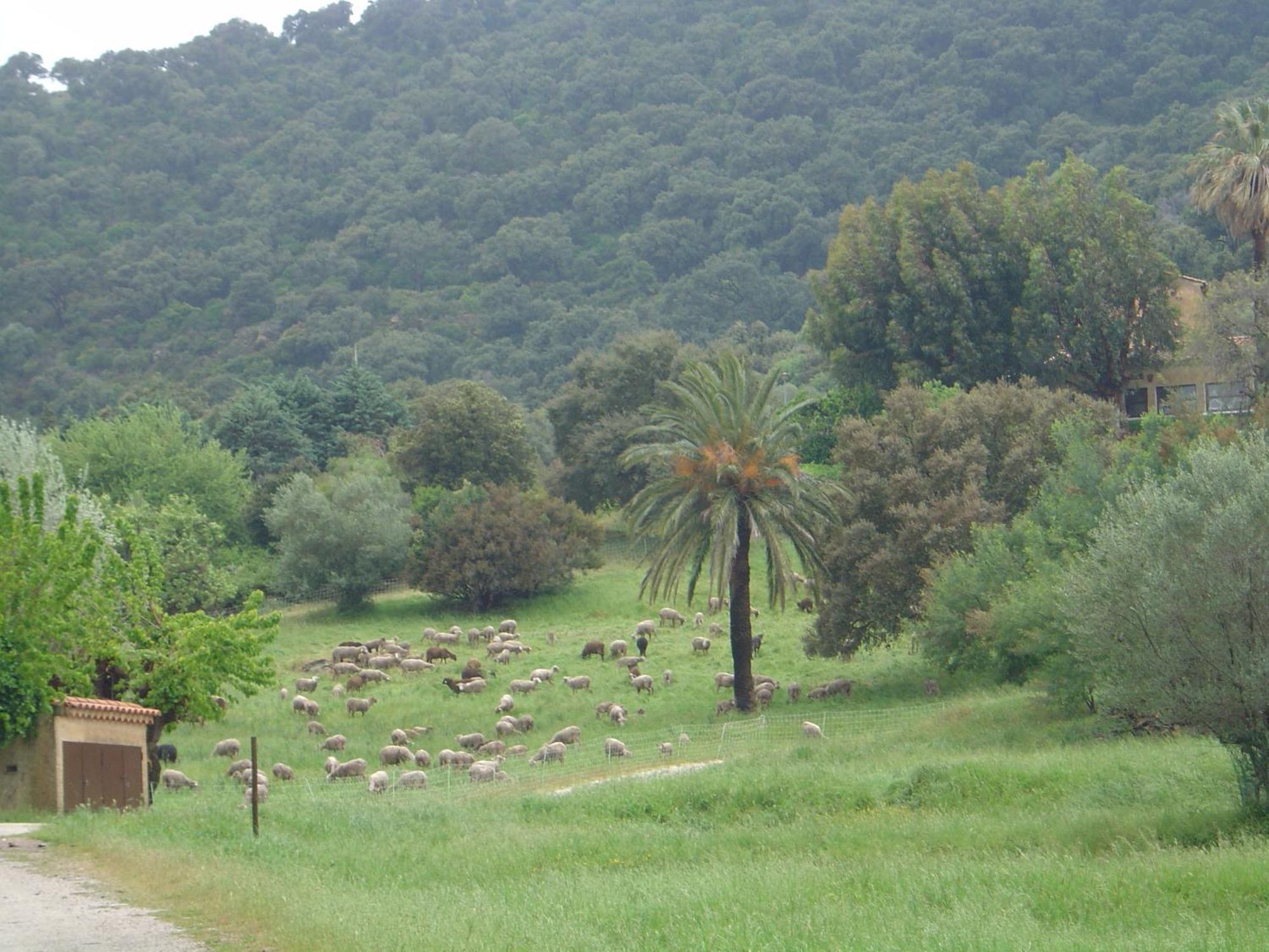 Villa Carpe Diem Le Lavandou Kültér fotó